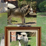 Preciosos Cachorros Alaskan Malamute Hijos De Padres Registr