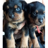 Rottweiler Cachorros