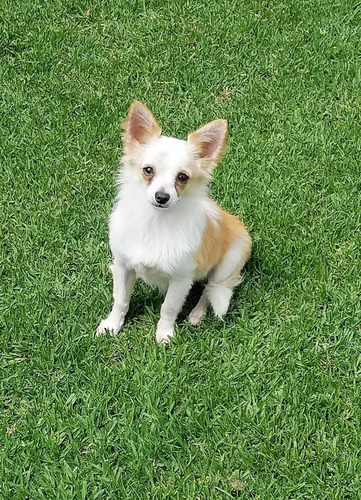 Chihuahua  Pelo Largo Macho Cara Zorrrito