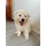 Perro Samoyedo Raza Pura A La Venta