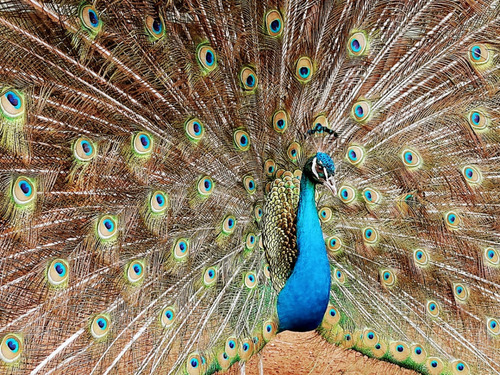 Pavão Azul Casal