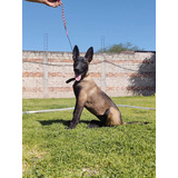 Cachorro Pastor Belga Malinois Carbonados 