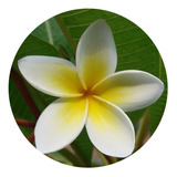 Semillas De Flor Hawaiana Exotica Plumeria Frangipani X30sem