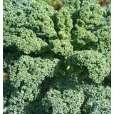 Semillas Kale Rizado Cosecha Todo El Año! La Huerta Orgánica