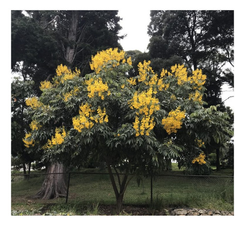 200 Semillas De Árbol Alcaparro Enano