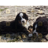 Boyero De Berna Cachorros Estancia Del Mar