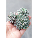 Echeveria Chrissy N Ryan Suculenta Colección N° 8