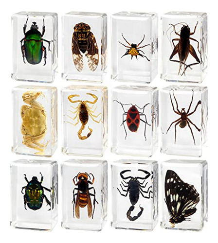 12 Piezas De Espécimen De Resina Para Insectos, Taxidermia D