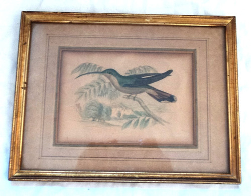 Antiguo Cuadro Grabado Pajaro Hummingbird Certificado. B20