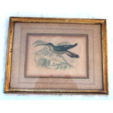 Antiguo Cuadro Grabado Pajaro Hummingbird Certificado. B20