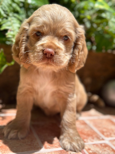 Cachorros Cocker Spaniel Machos Excelente Calidad.