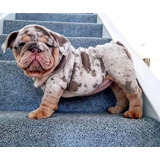 Cachorros Bulldog Ingles Blue Merle And Tan Exotic Perros