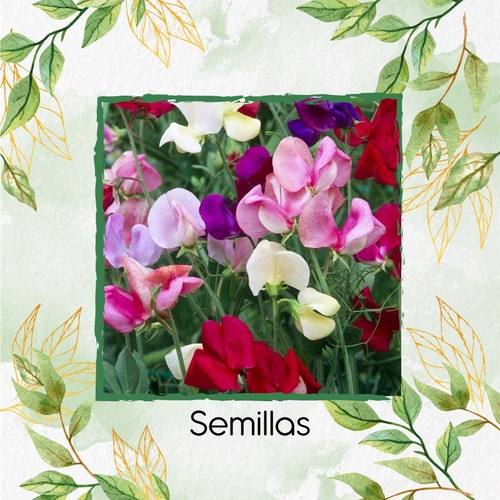 150 Semillas Flor Lathyrus Odoratus + Obsequio Germinación 