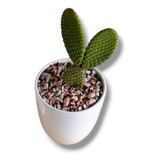 Cactus Alas De Angel  Suculentas  +regalo