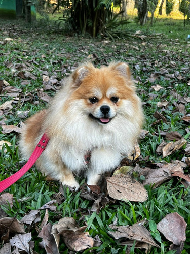 Lulu Da Pomerânia 