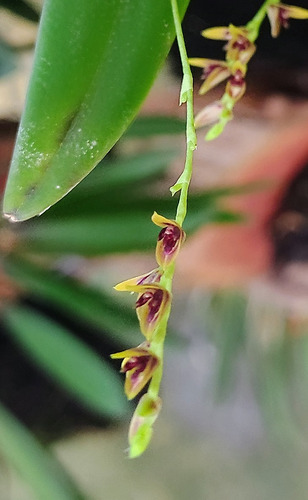 Acianthera Capillaris - Micro Orquídea - Linda! 