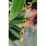 Acianthera Capillaris - Micro Orquídea - Linda! 