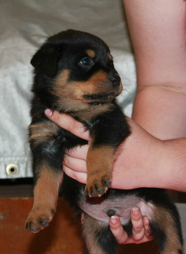 Excelente Rottweiler Unicos Kennel Saintdaniel 10