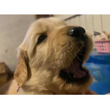 Filhotes Golden Retriever Pais Importados Microchip Esterilz