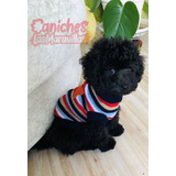 Cachorro Caniche Negro 018