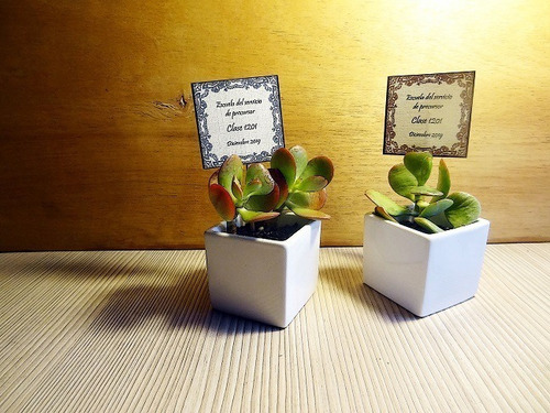 Regalos Recuerdos Eventos Cactus Elegante Cerámica Y Mensaje