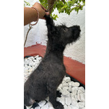 Cachorro Schnauzer Gigante Negropadrespedigre Internacional