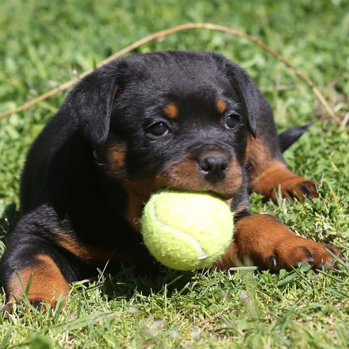 Rottweiler Carinhosos Filhotes