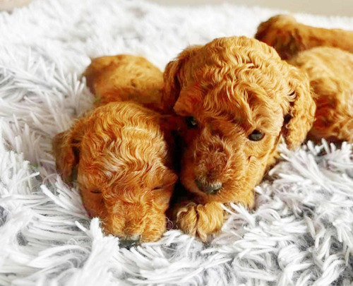 Poodle Caniche Mini Toy 100% Hermosos Y Legitimos