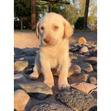 Labrador Retriever - Pedigree 5 Generaciones, Registro Akc
