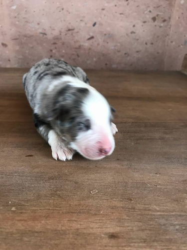 Cachorros Pastor Ovejero Australiano