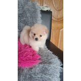 Hermosos Cachorros Pomerania Lulu 