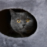 Petmaker - Condominio Para Gatos De 20.5 Pulgadas - Casa Par