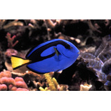 Pez Marino - Paracanthurus Hepatus - Cirujano Azul