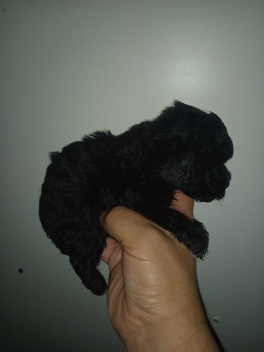 Caniche  Mini Macho Negro Azabache 