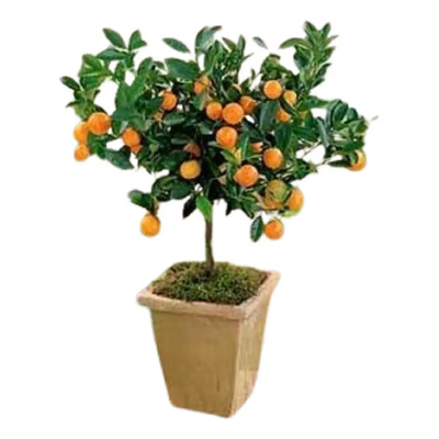 Calamondin, Mandarina Japonesa Enano Alta Producción Pd | Meses sin interés