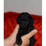 Cachorros Caniche Toy Mini Toy Negros