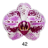 2 Orquídeas Phalaenopsis Con Vara Floral En Botón Por Abrir