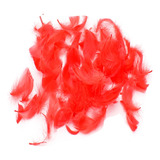 Plumas Color Rojo 100pcs