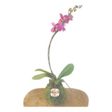 Tutor P/ Haste Floral, Caule Orquídea Revestido 60cm - 20 Pç