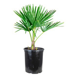 Trachycarpus Fortunei Palmera China De Abanico 6 Años