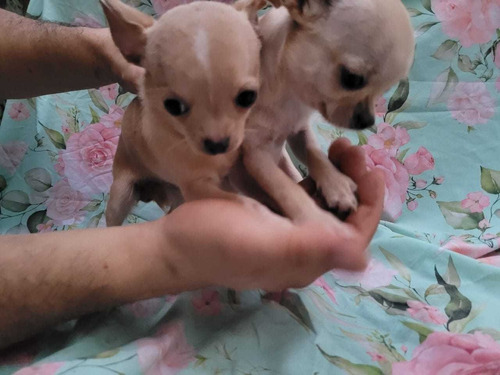 Chihuahua Femea Pelo Longo E Curto 