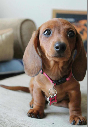 Cachorros Dachshund (con Registro De Pureza Racial Aekc)