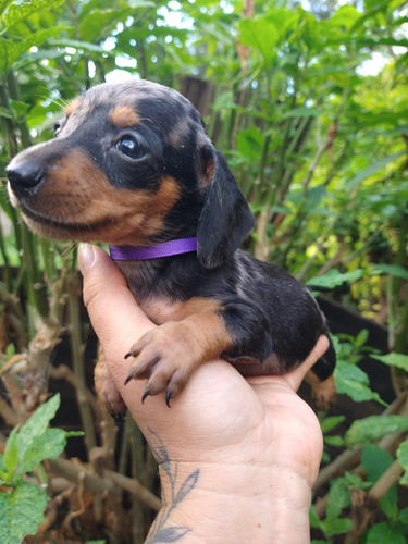 Dachshund Mini Macho