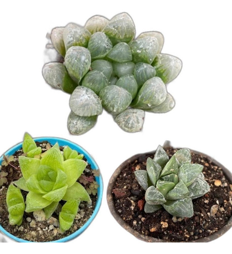 Pack 3 Haworthias / Cooperi, Retusa Y Cymbiformis 