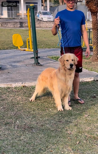 Golden Retriever Macho Entrega Imediata !