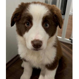 Hermosos Cachorros Border Collie Chocolate Macho Disponibles