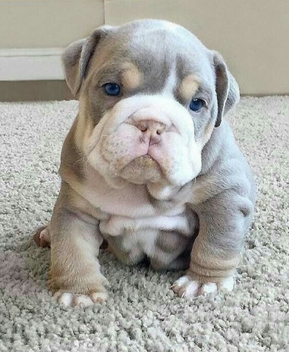 Cachorros Bulldog Ingles Lilac And Tan Exotic Perros