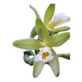 Mudas De Baunilha 2 Unidades - Orquídea Vanilla Chamissonis