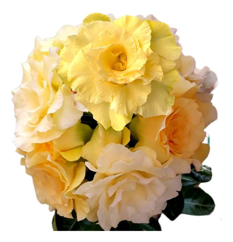 Enxerto Rosa Do Deserto Bridal Bouquet Amarela Perfumada 