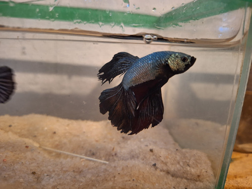 Betta De Linhagem Black Dragon Long Tail Casal + Brinde